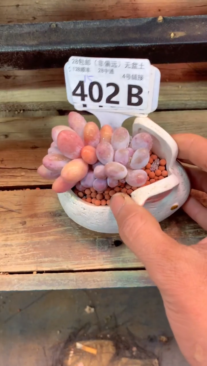 402B（一物一拍，精品多肉，w所见即所得 ）