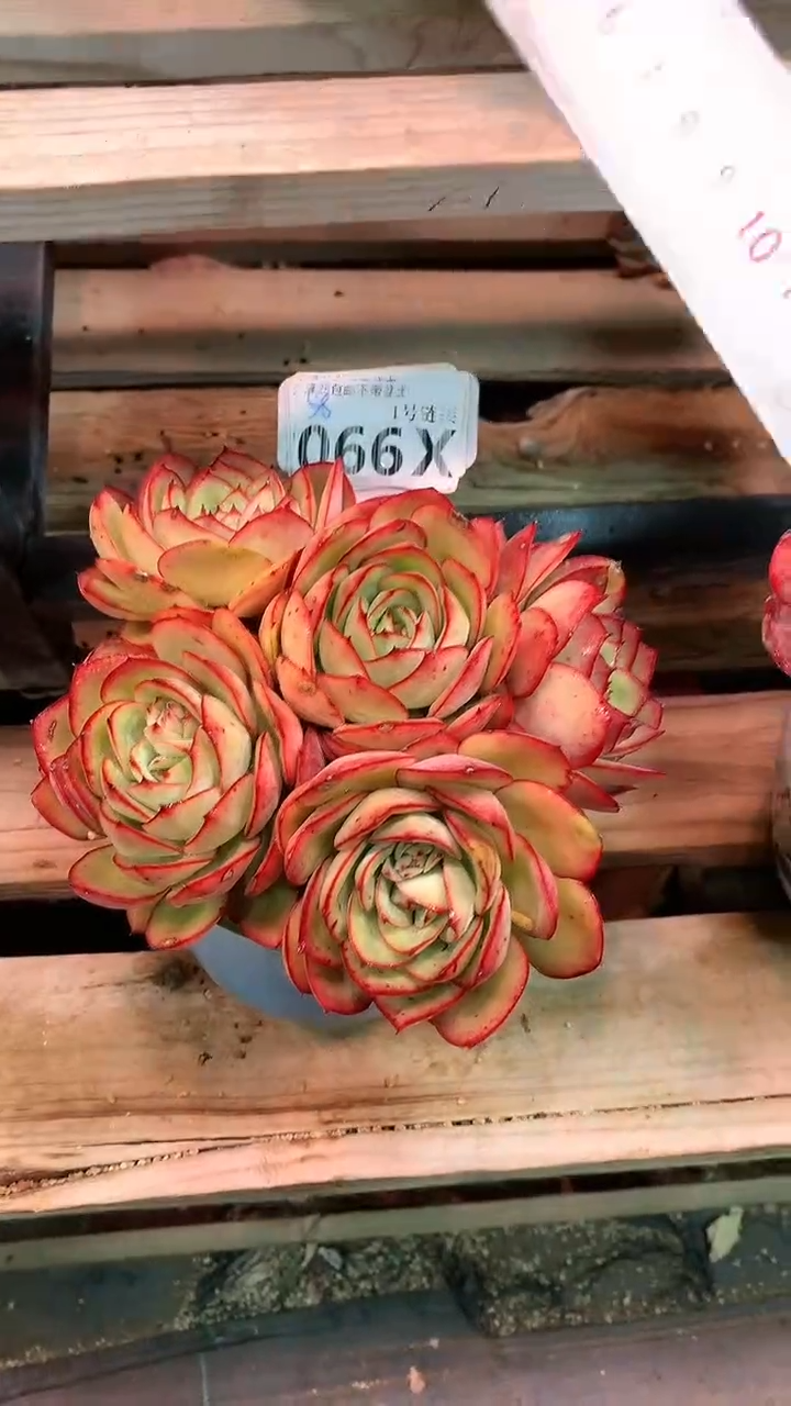 【闪购商品】066XXX