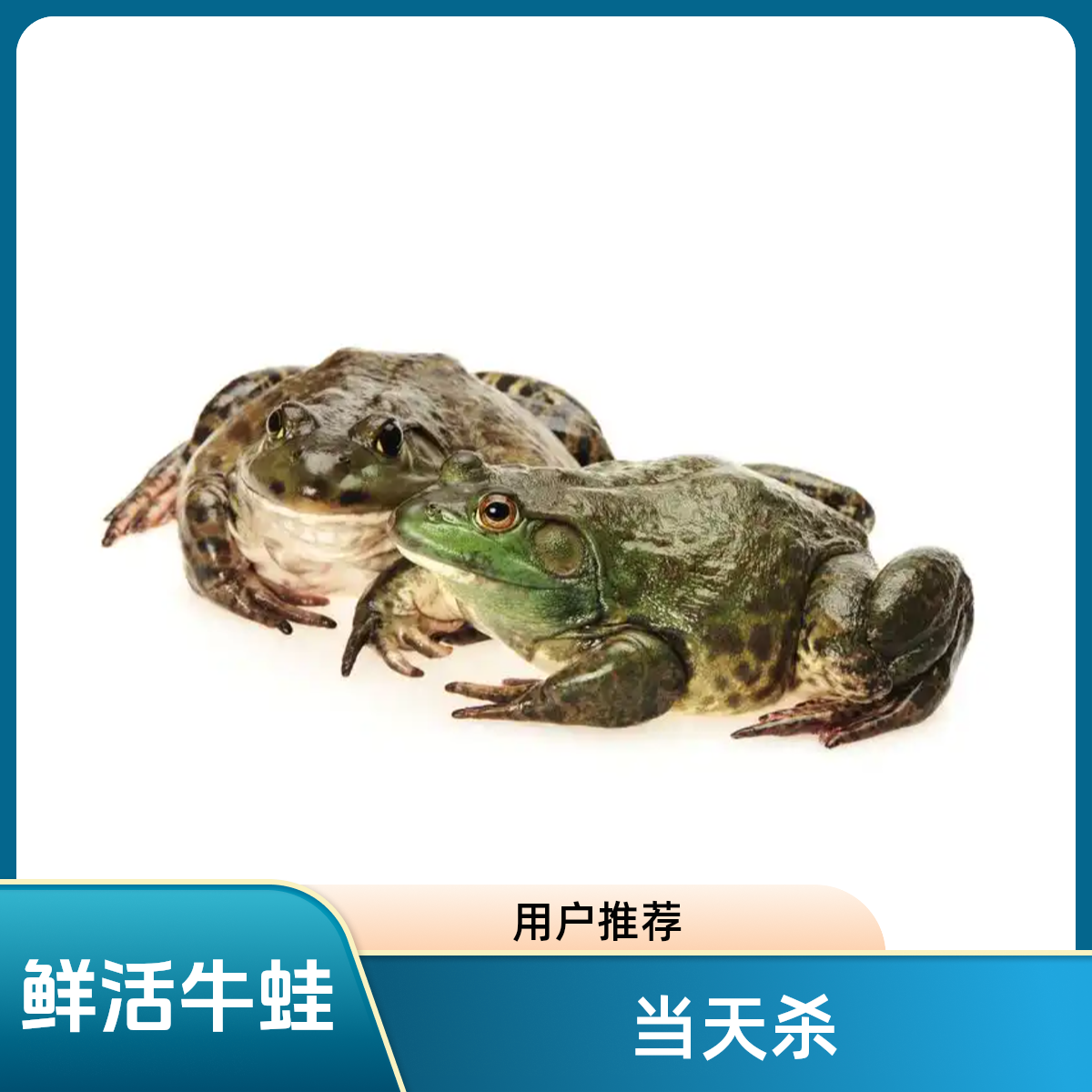 牛蛙（包杀）