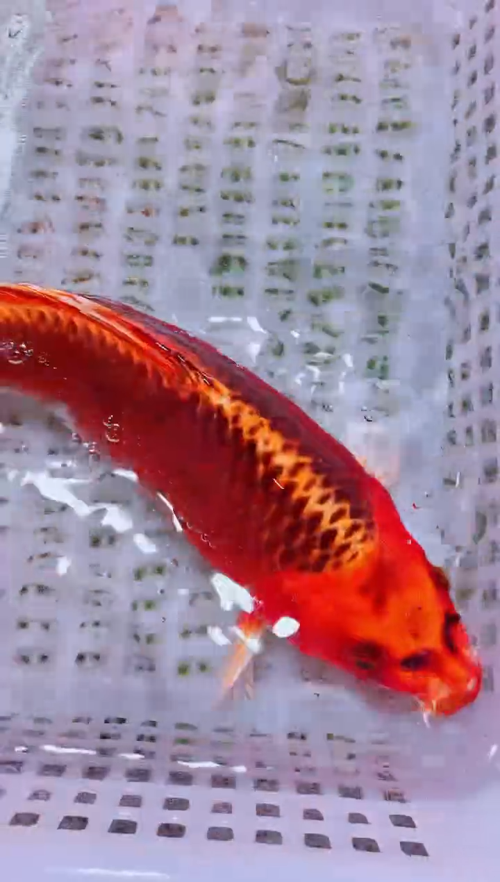 锦鲤血统锦鲤全场包邮135