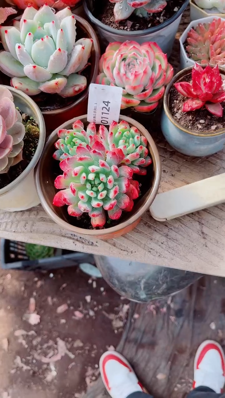 快**生跃跃精品多肉01124