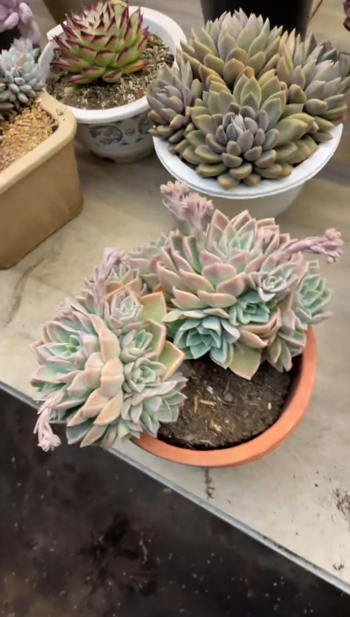 【闪购商品】179哈利