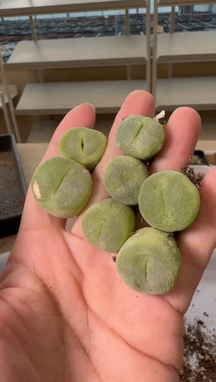 24-148多肉植物肉锥