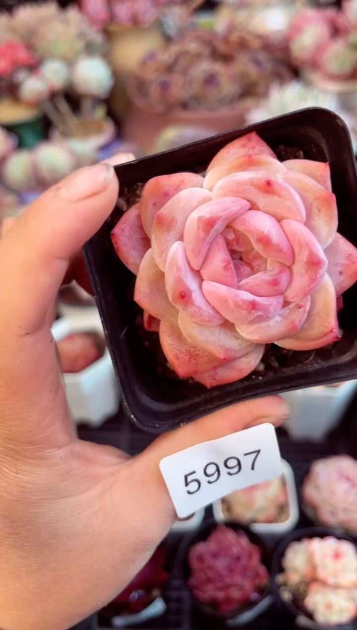 【闪购商品】5997单头冰魄多肉