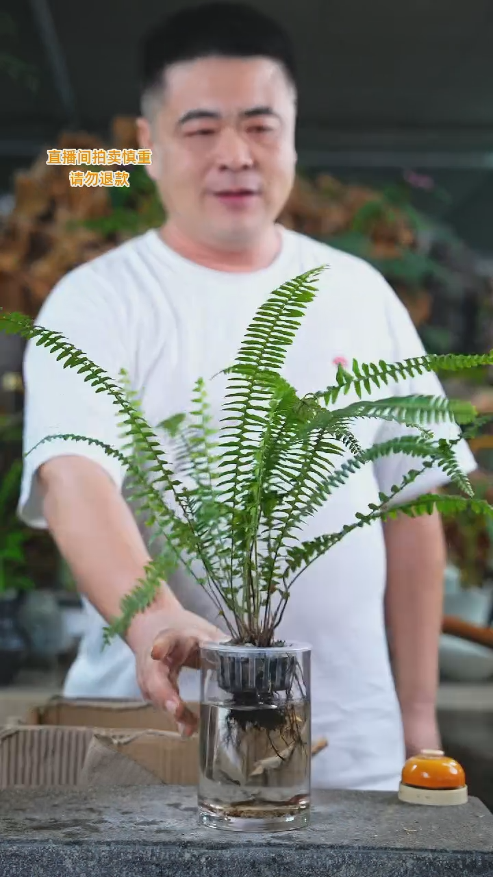 当前无花栽培后可以开花肾蕨153T