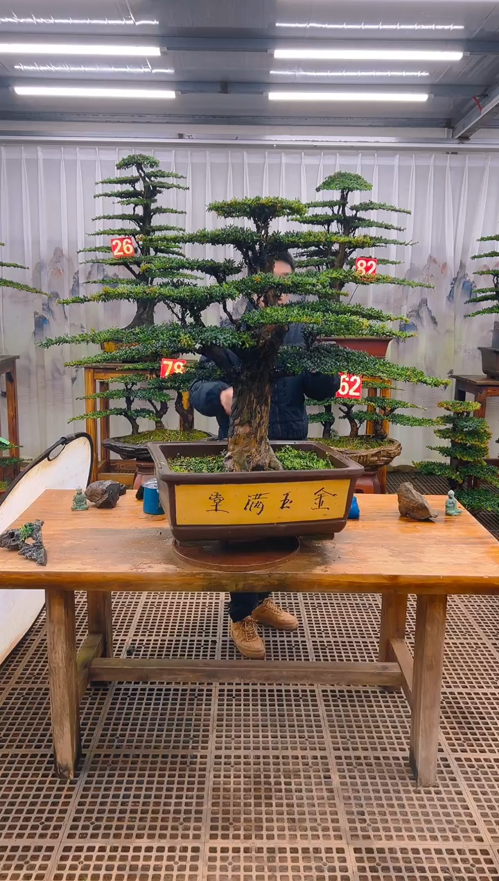 无花朵春**冬精品盆景直播间一物一拍