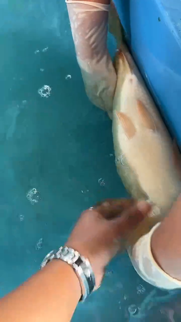 锦鲤太饱锦鲤36cm-48cm不包邮到付