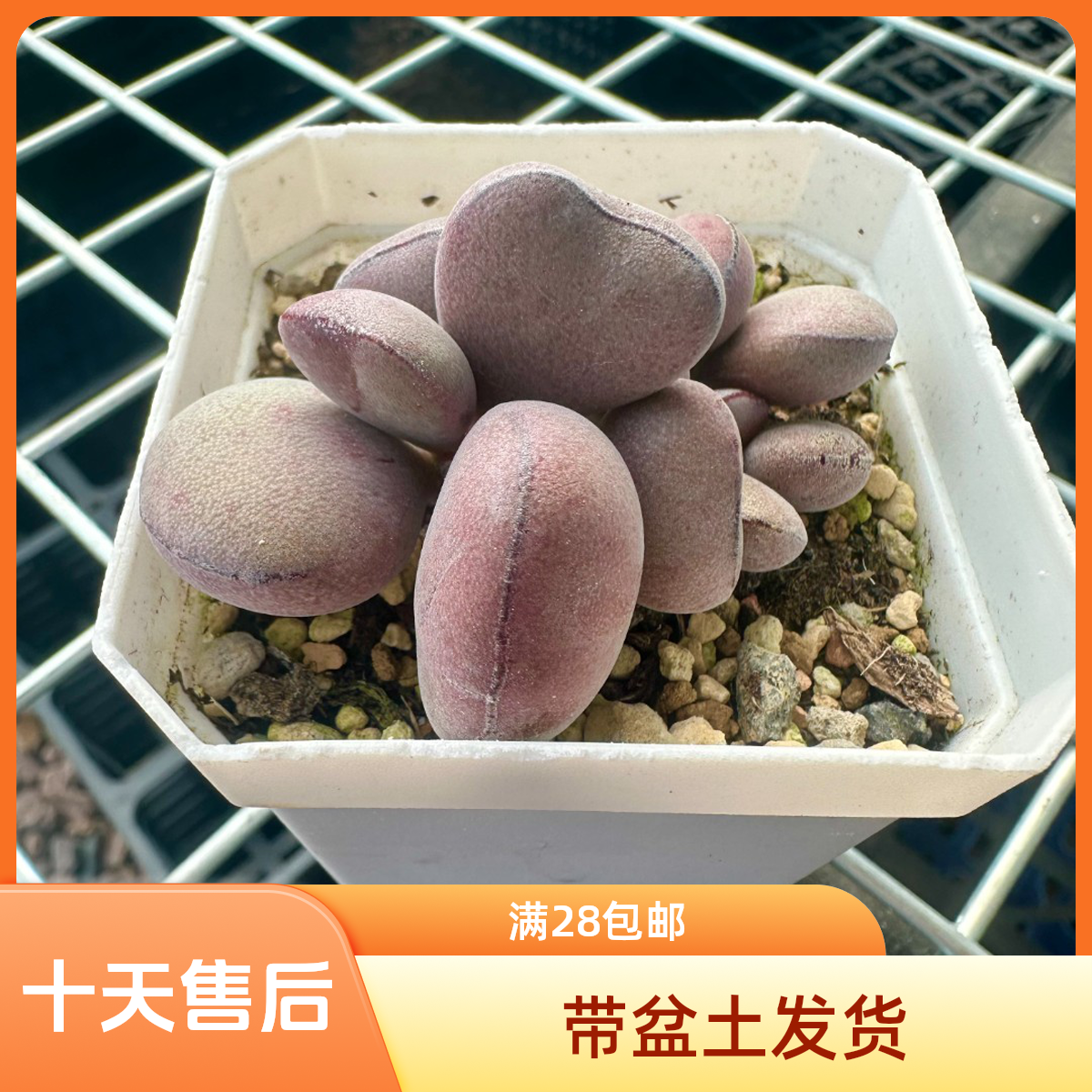 稀有花卉盆栽进口水泡多肉植物球球紫蛋老桩带盆土成株发货包邮