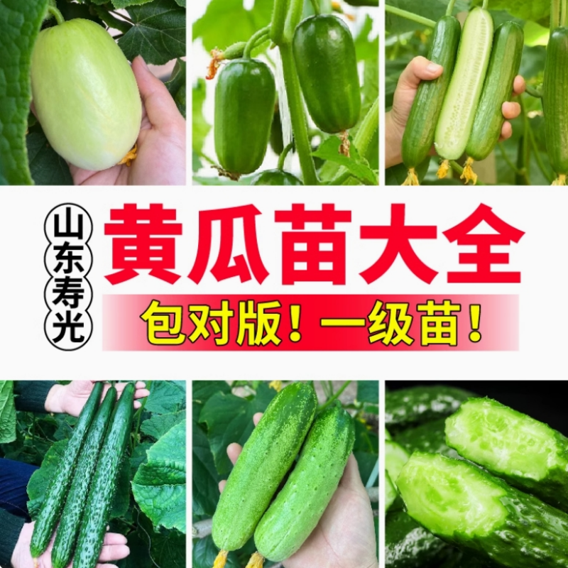 山东寿光苗场直发 黄瓜苗大全阳台盆栽小院种植 大小黄瓜蔬菜苗