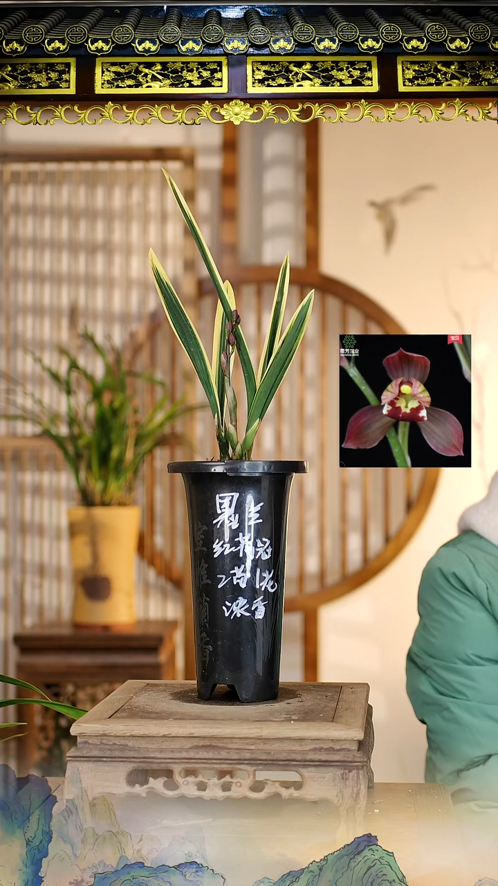 全部花苞红神荷2苗带花