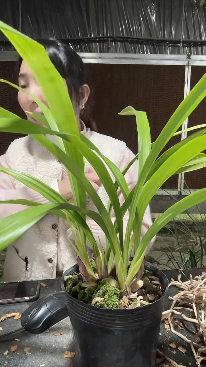 无花朵中国红3苗带花苞 