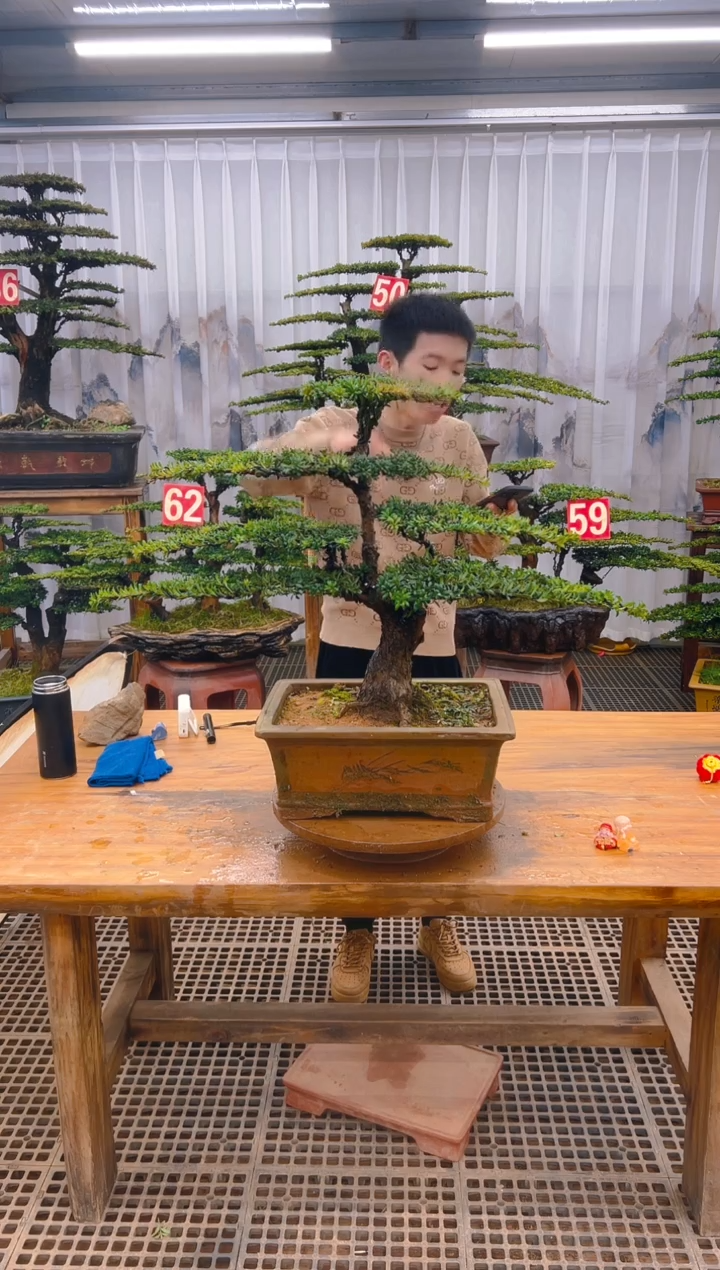 【闪购商品】紫砂精品盆景直播间一物一拍