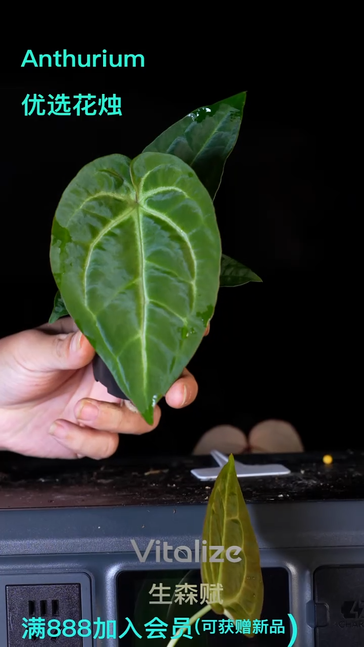 完全开放刷子杂贝斯