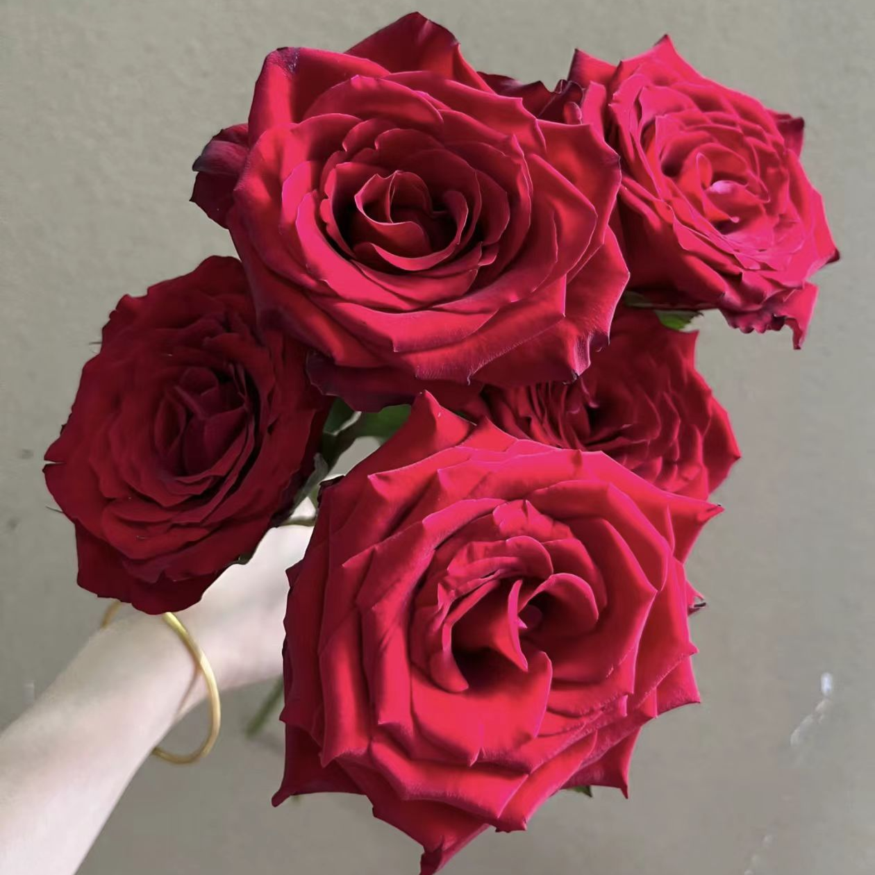 【红衣美人玫瑰】斗南鲜花云南直发玫瑰鲜花两单京东冷链包邮