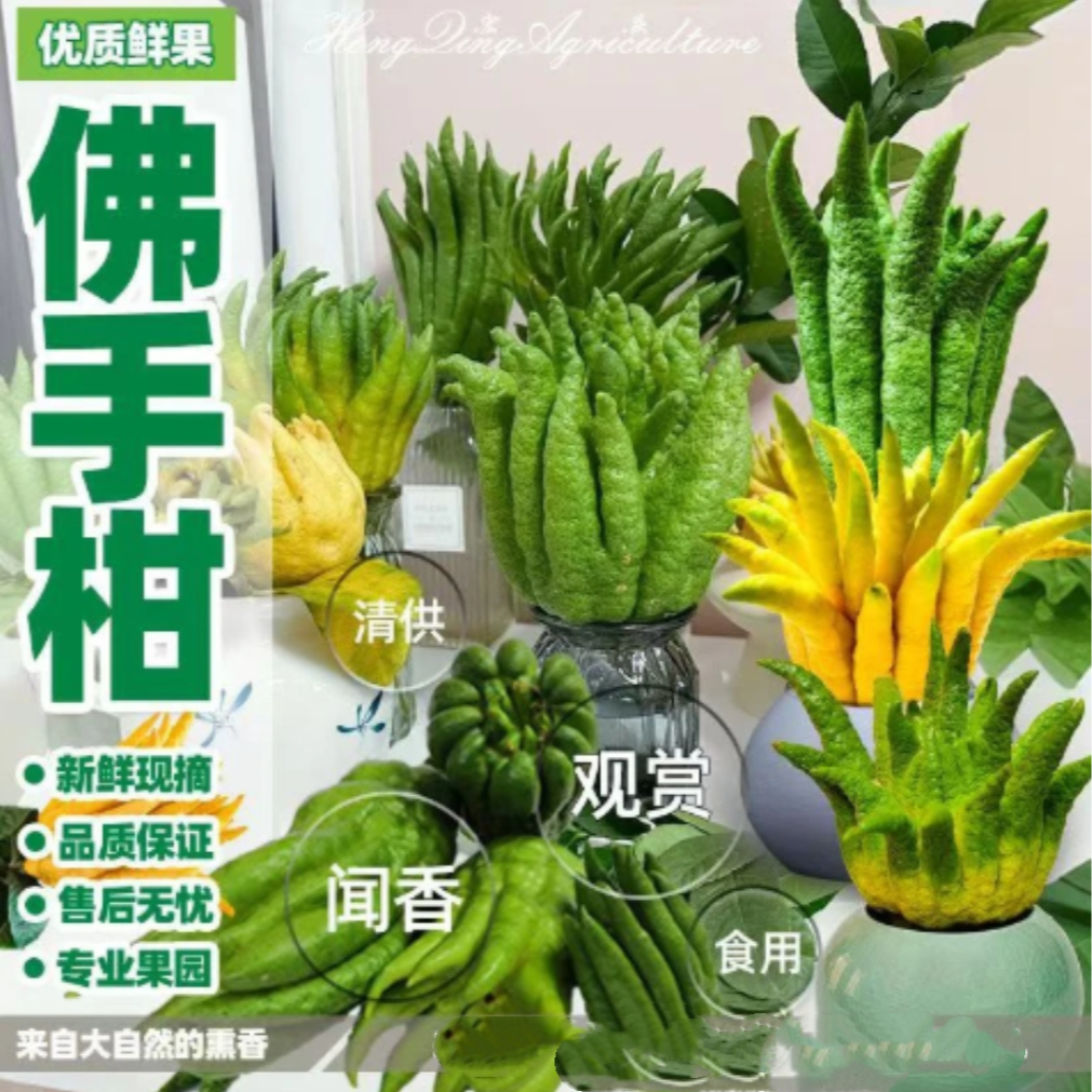 中果 云南高山佛手柑鲜果香橼清供闻香食用绿植茶桌面摆件观赏