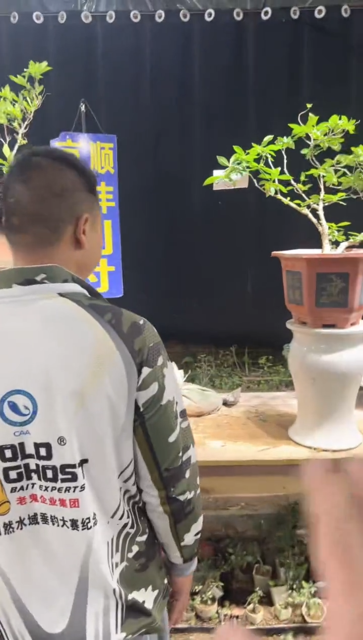 当前无花栽培后可以开花狗*草海岛栀子花