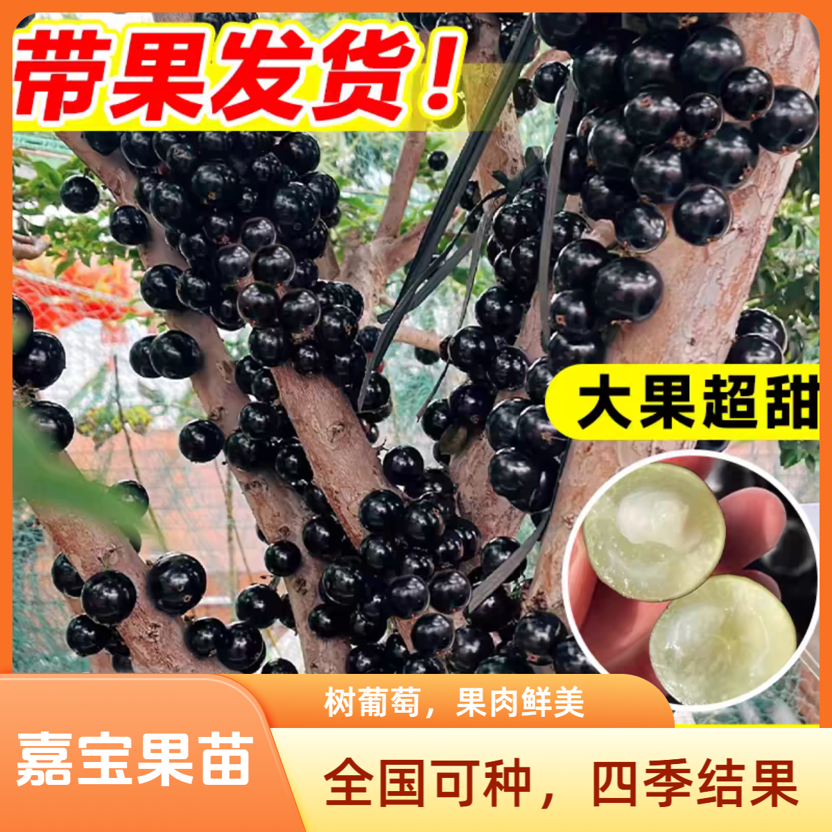 嘉宝果苗树葡萄苗四季种植可盆栽庭院当年结果