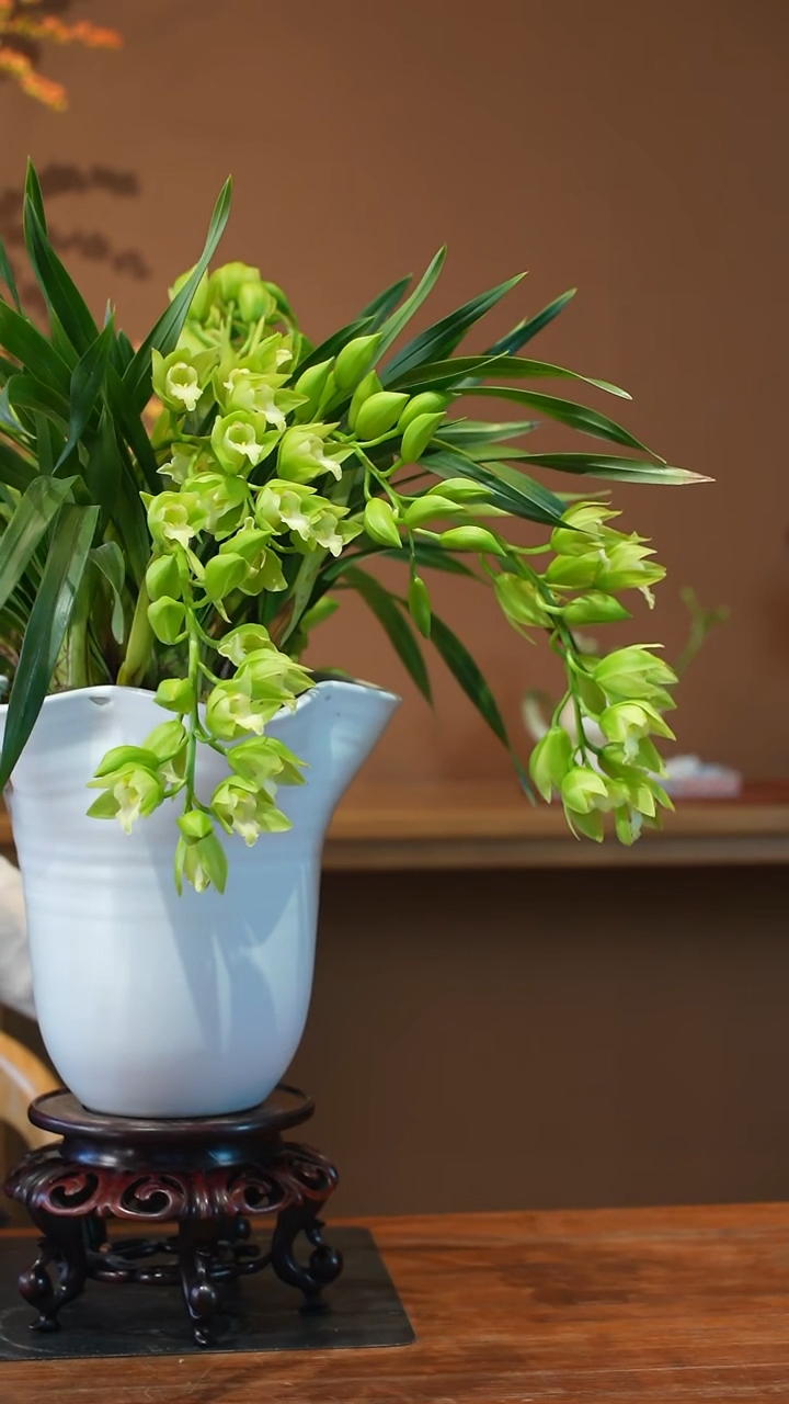 全部花朵绿精灵盆景盆景