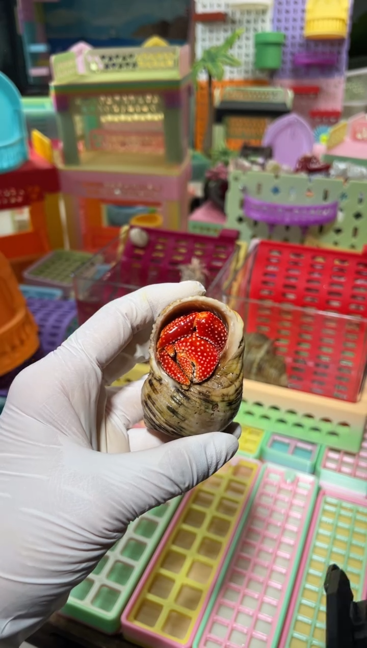 陌派帝国寄居蟹230斐济