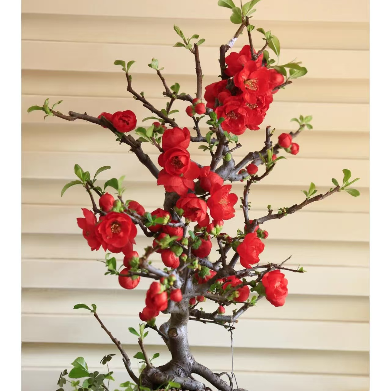 【8年红宝石海棠】海棠老桩苗盆景年宵花开花美耐养活