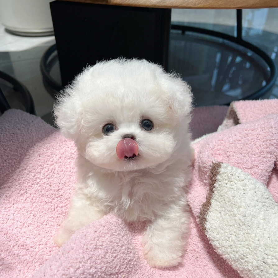 洛阳问心活体狗狗，点此下单