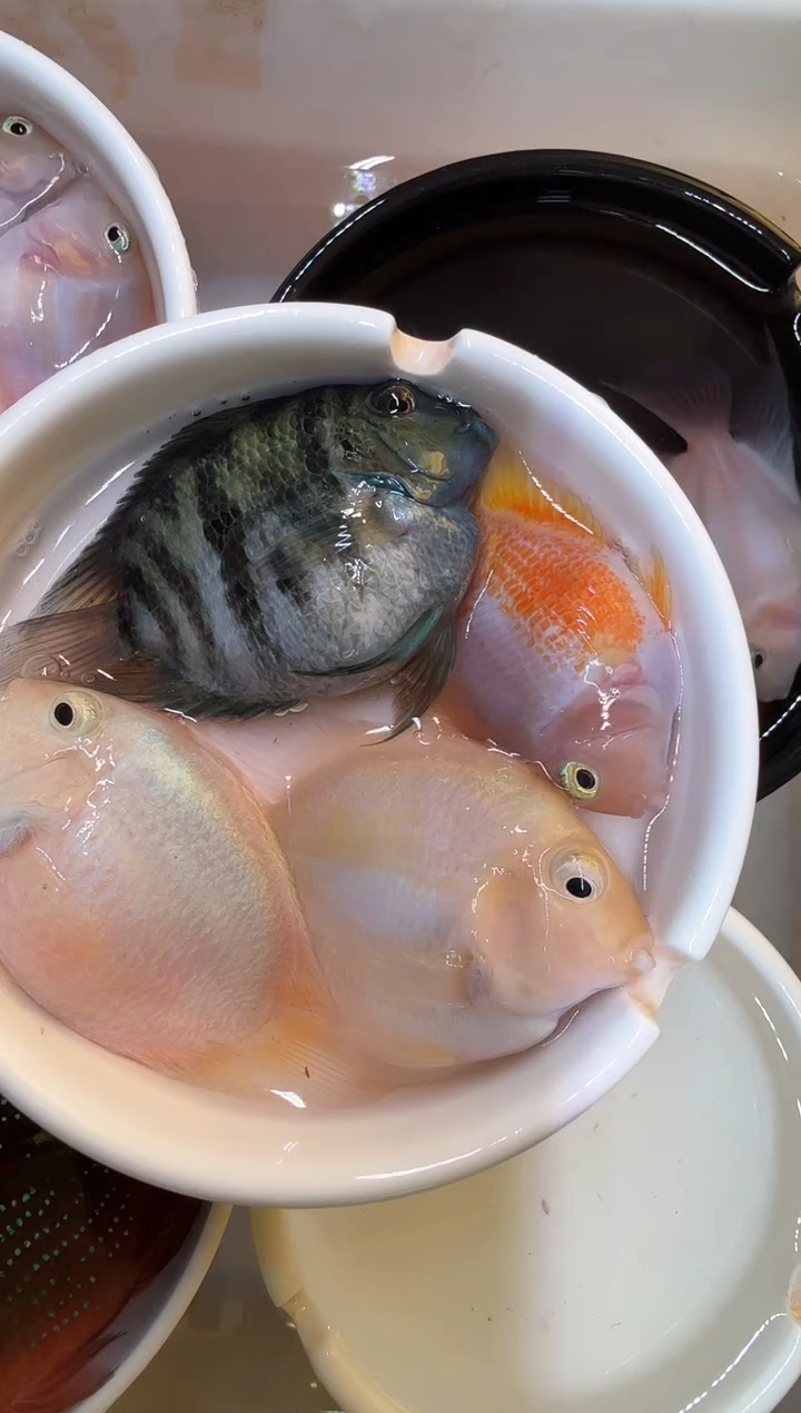 红宝石鱼白金一对 宝蓝公胭脂母