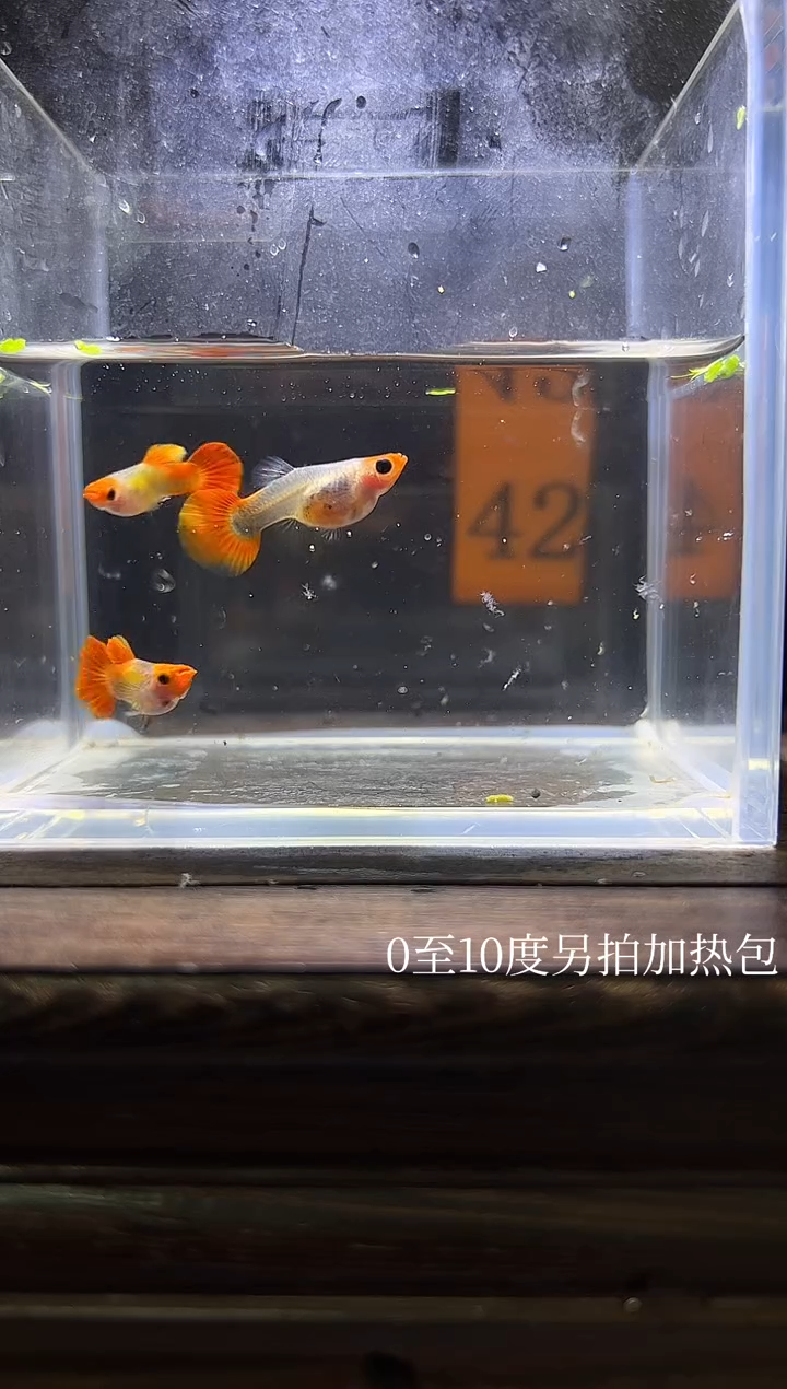 孔雀鱼虎化玻璃猫编号42