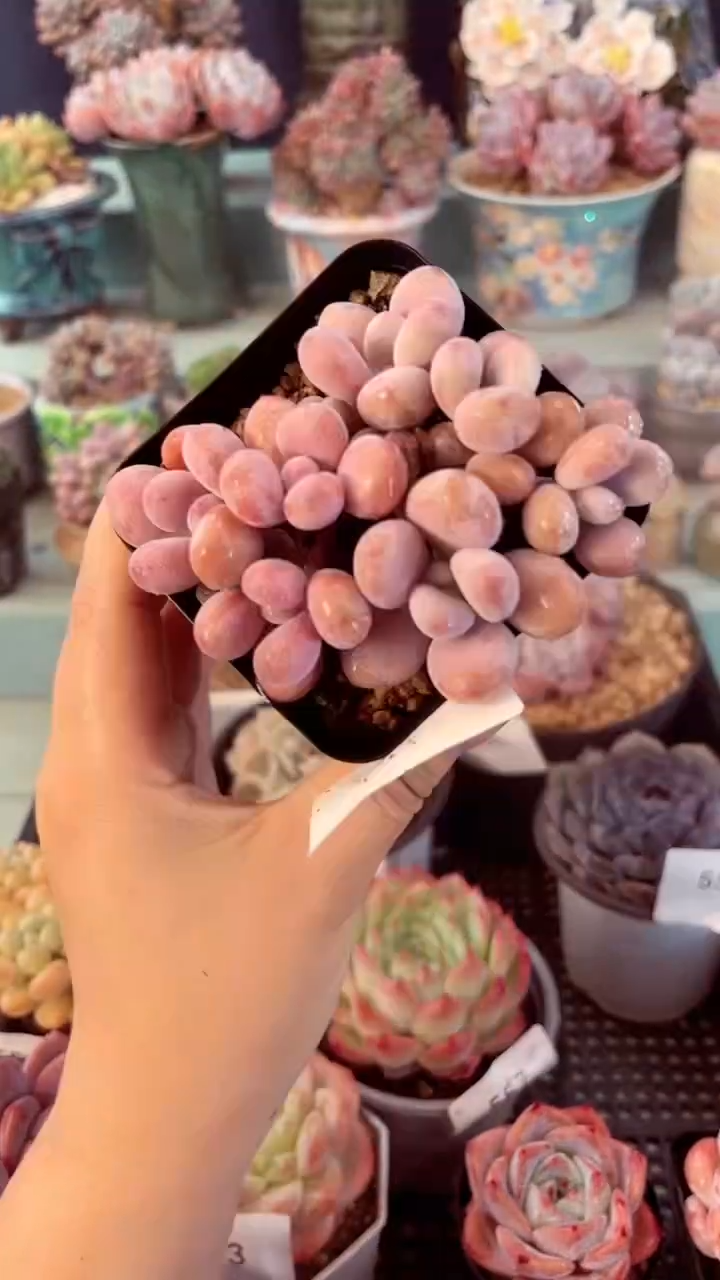 558群生桃蛋多肉