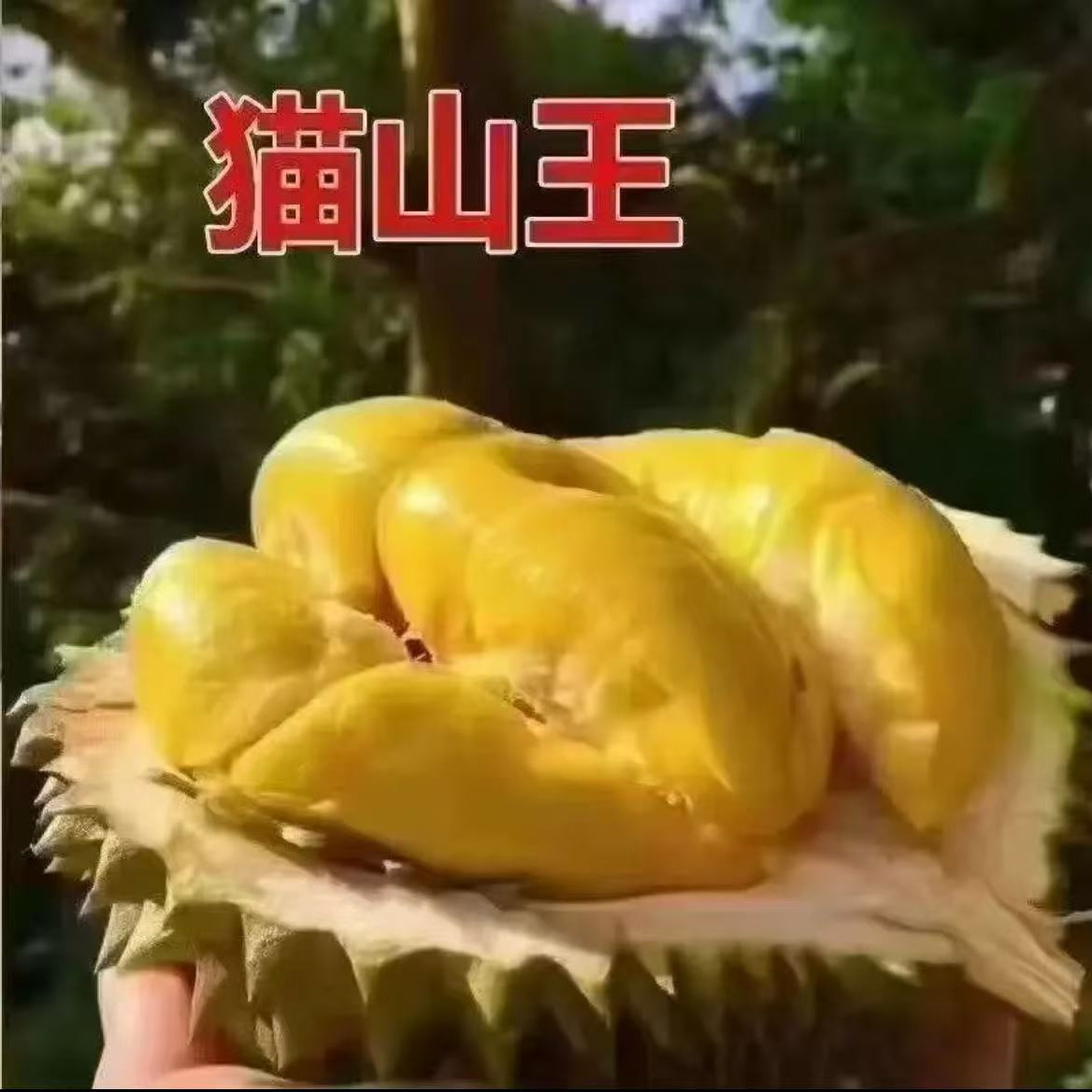 【猫山王】榴莲树苗耐寒耐高温 南方北方种植 猫山王榴莲苗当年结果