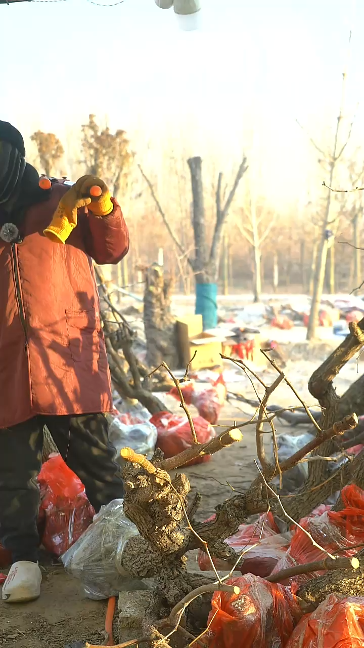 完全开放鑫***修枣树657