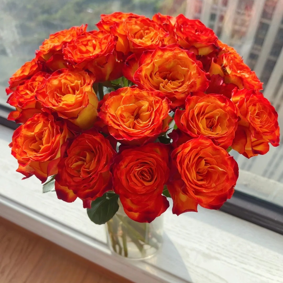 狂想曲【多头玫瑰】0度以下加拍保温棉否则冻坏不售后