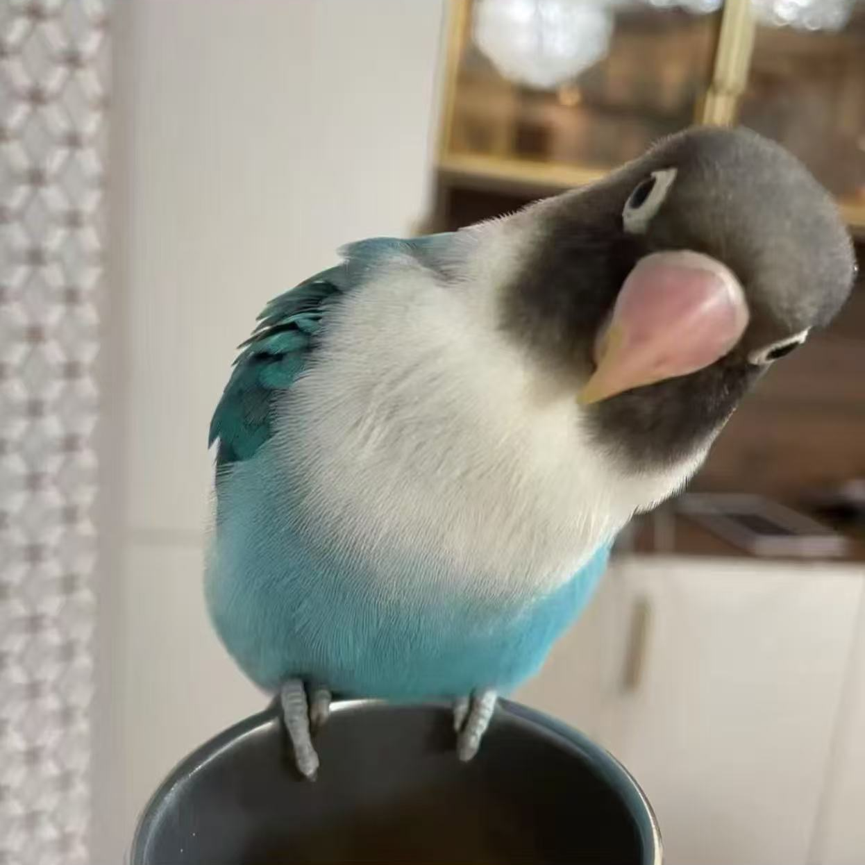 牡丹半毛雏鸟一物一拍（签收售后48小时）