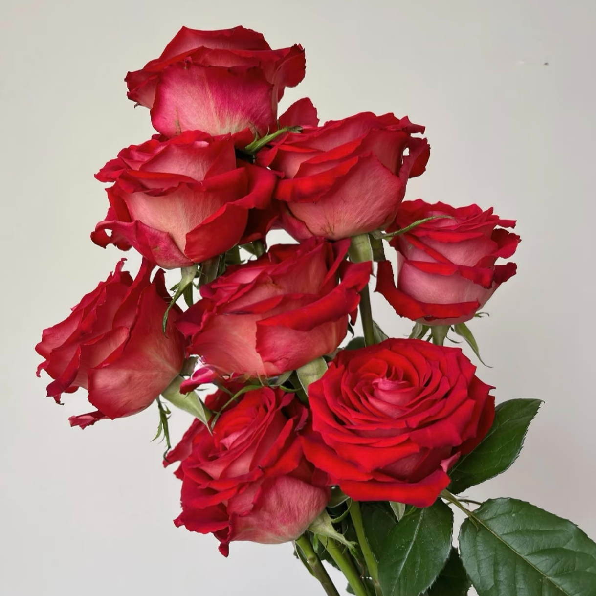 花知述园艺冰上芭蕾四季玫瑰月季花树苗常年开花植物庭院阳台可养