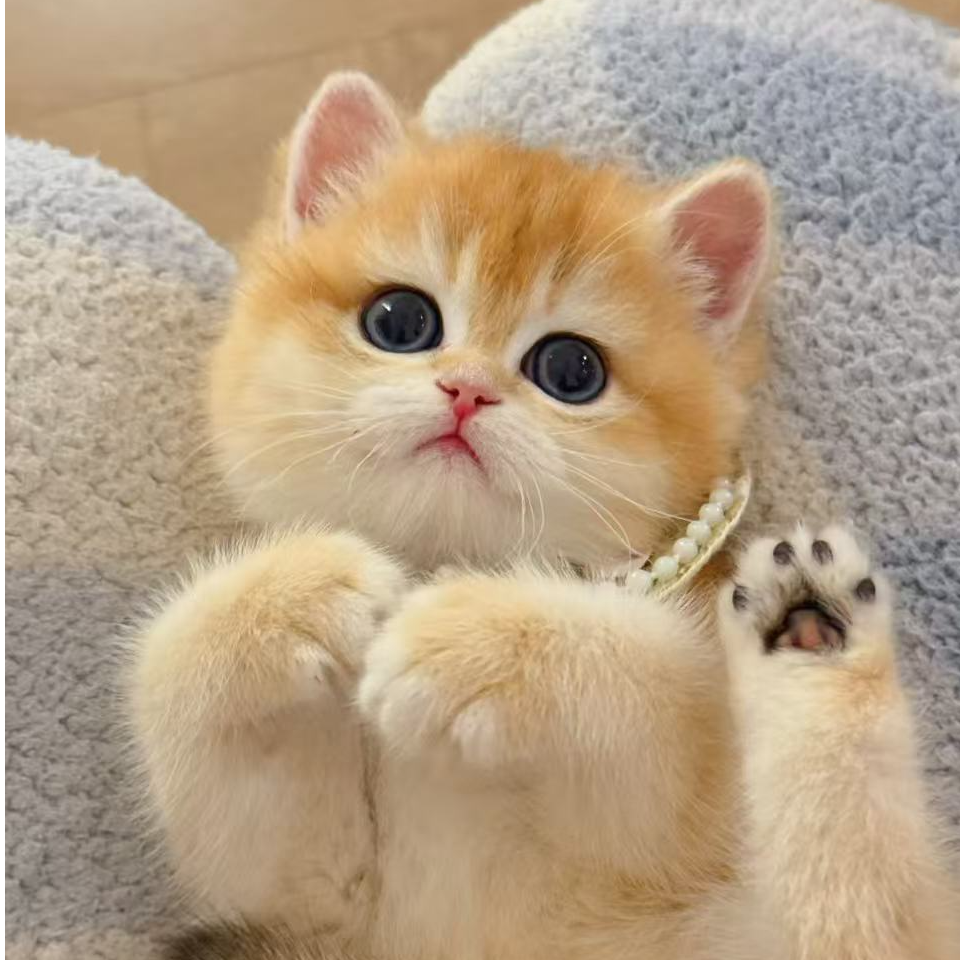 【吉宠亿家】金豆宠物活体猫咪全款链接