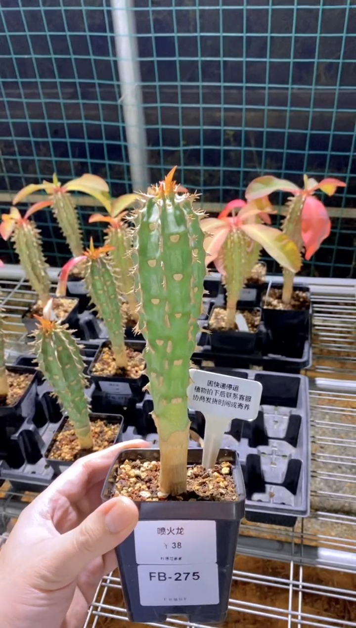 【闪购商品】喷火龙FB-275