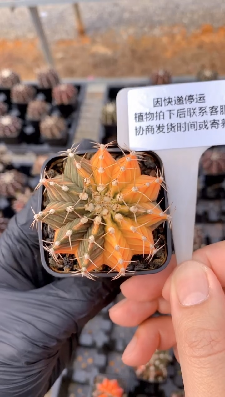 【闪购商品】米哈FB-627