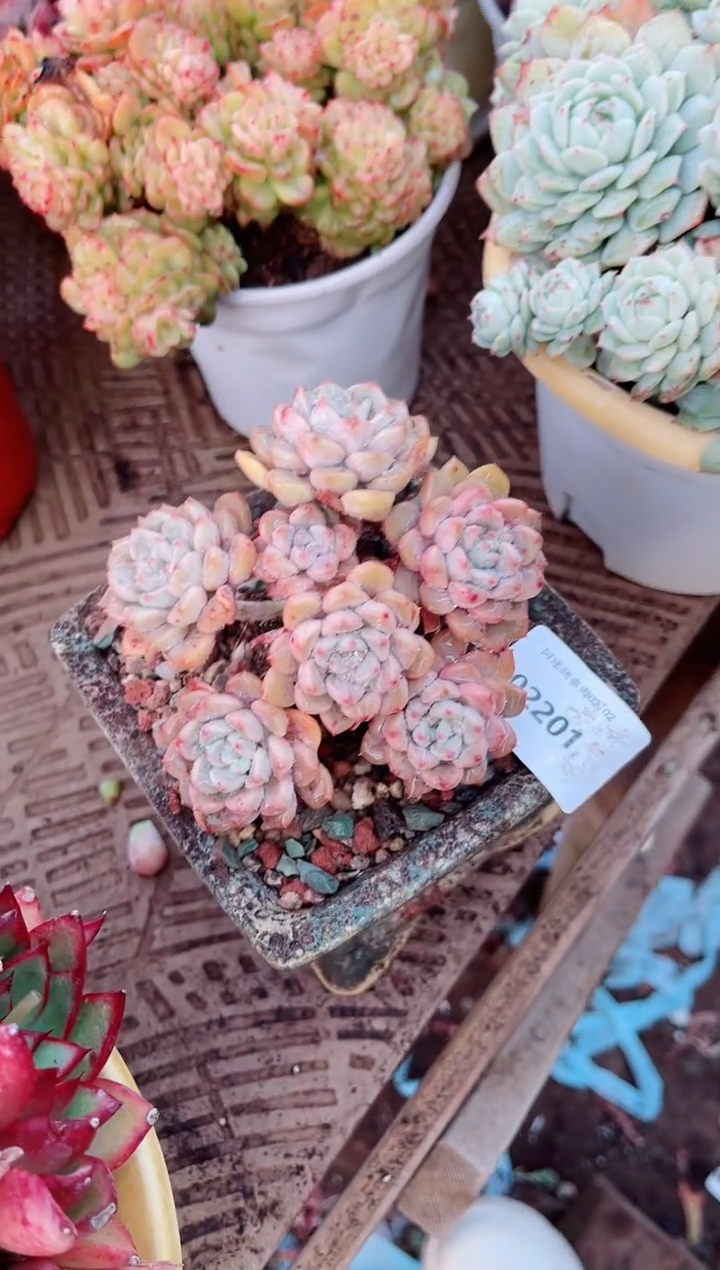 【闪购商品】02201