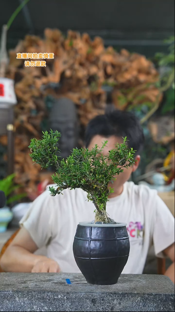 完全开放黄杨016+