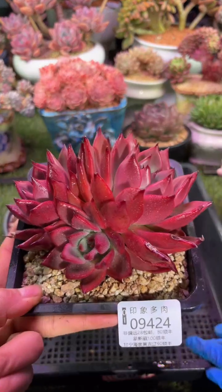 【闪购商品】09424