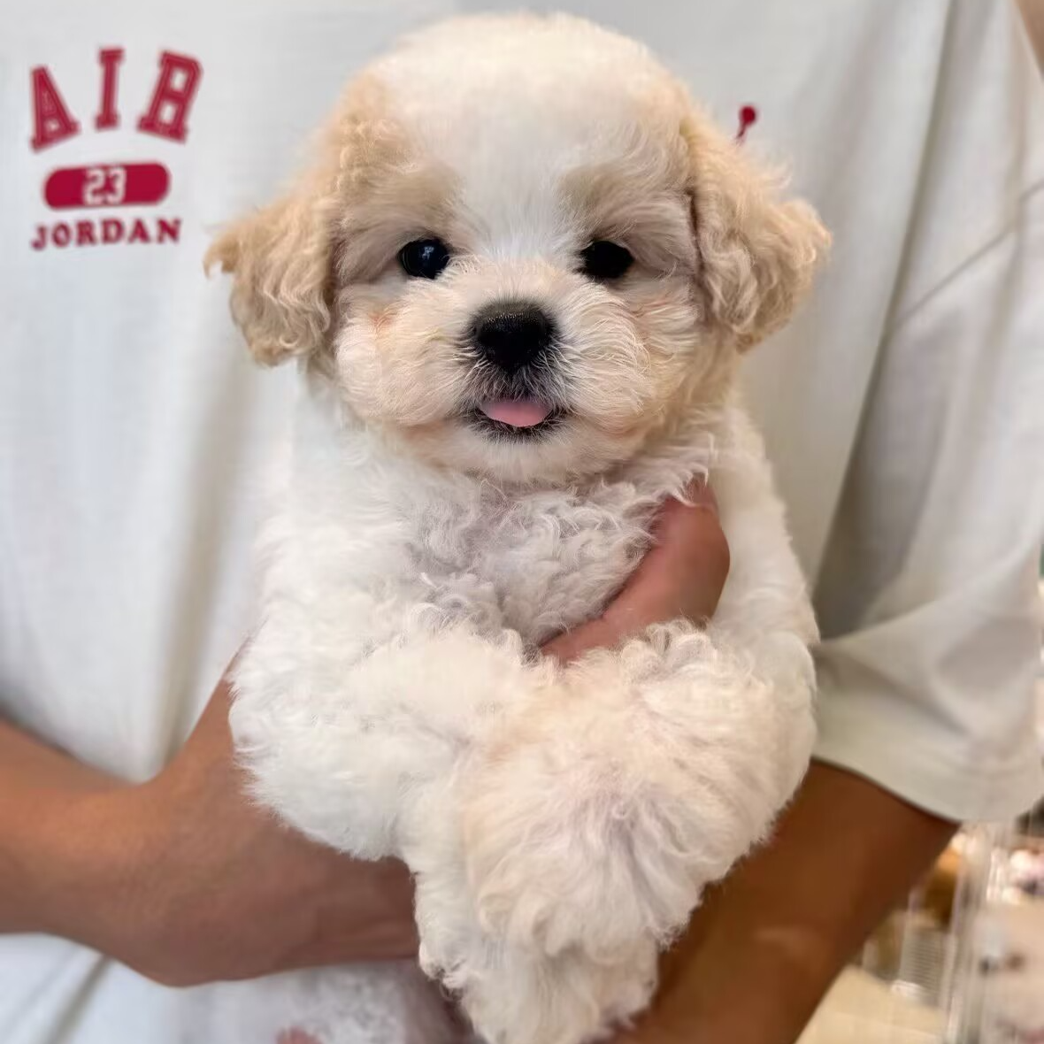 狗狗宠物幼犬活体