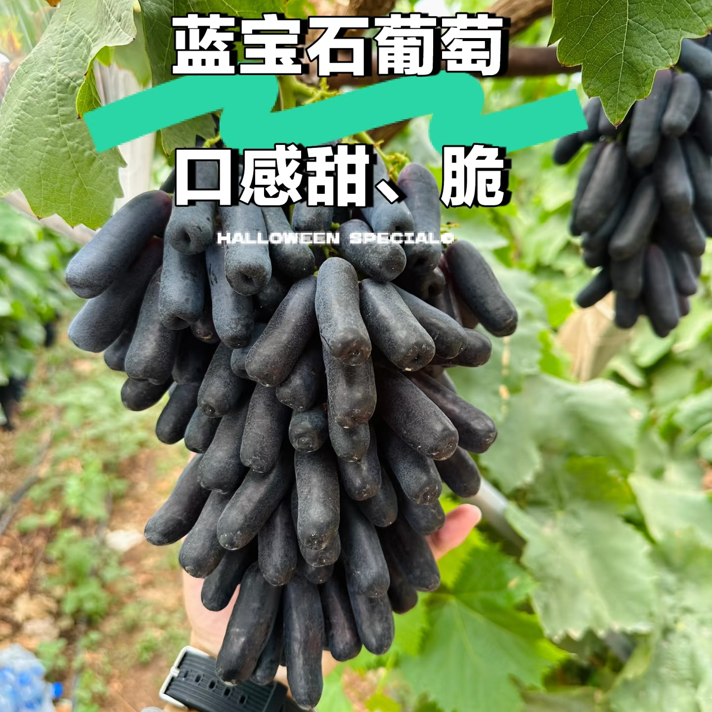 【澳洲进口】美人指 蓝宝石葡萄500g