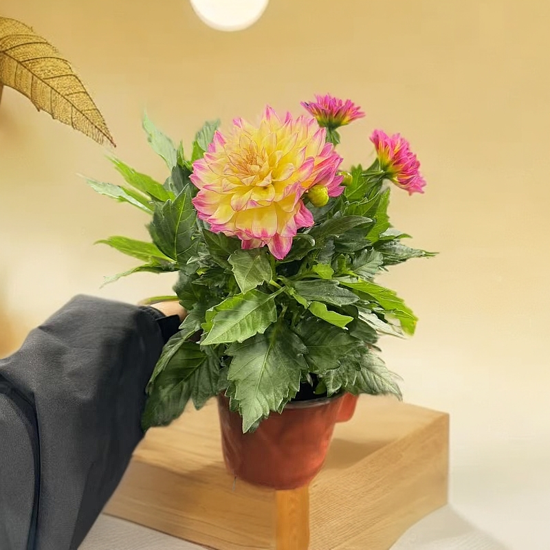 【李先生】赤道峰~小丽花室内观赏花带花带花苞