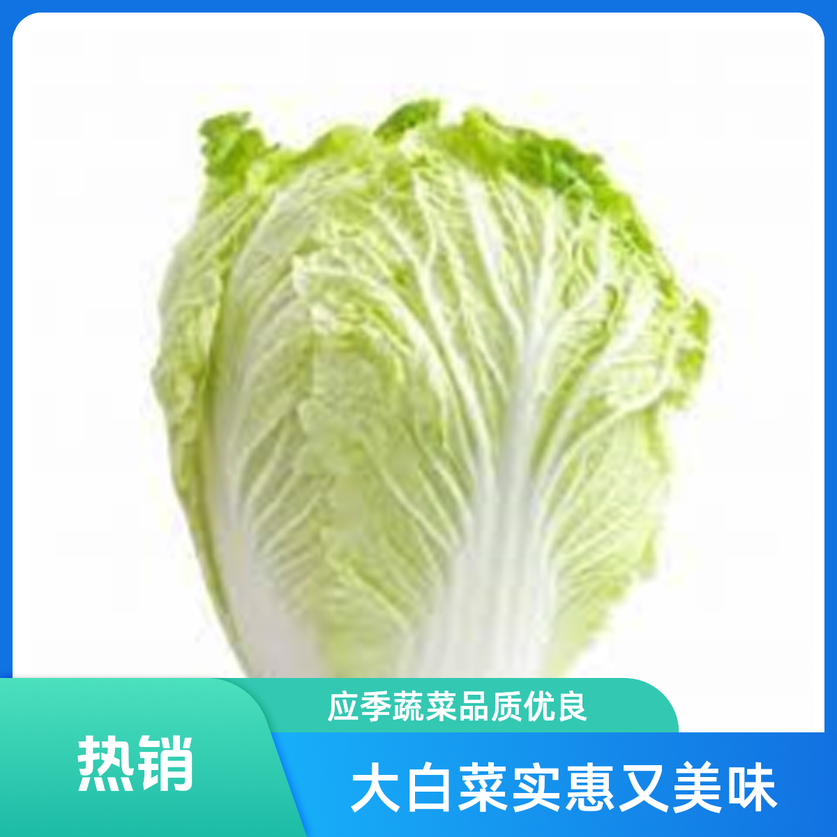 大白菜 约1000g-1500g/个