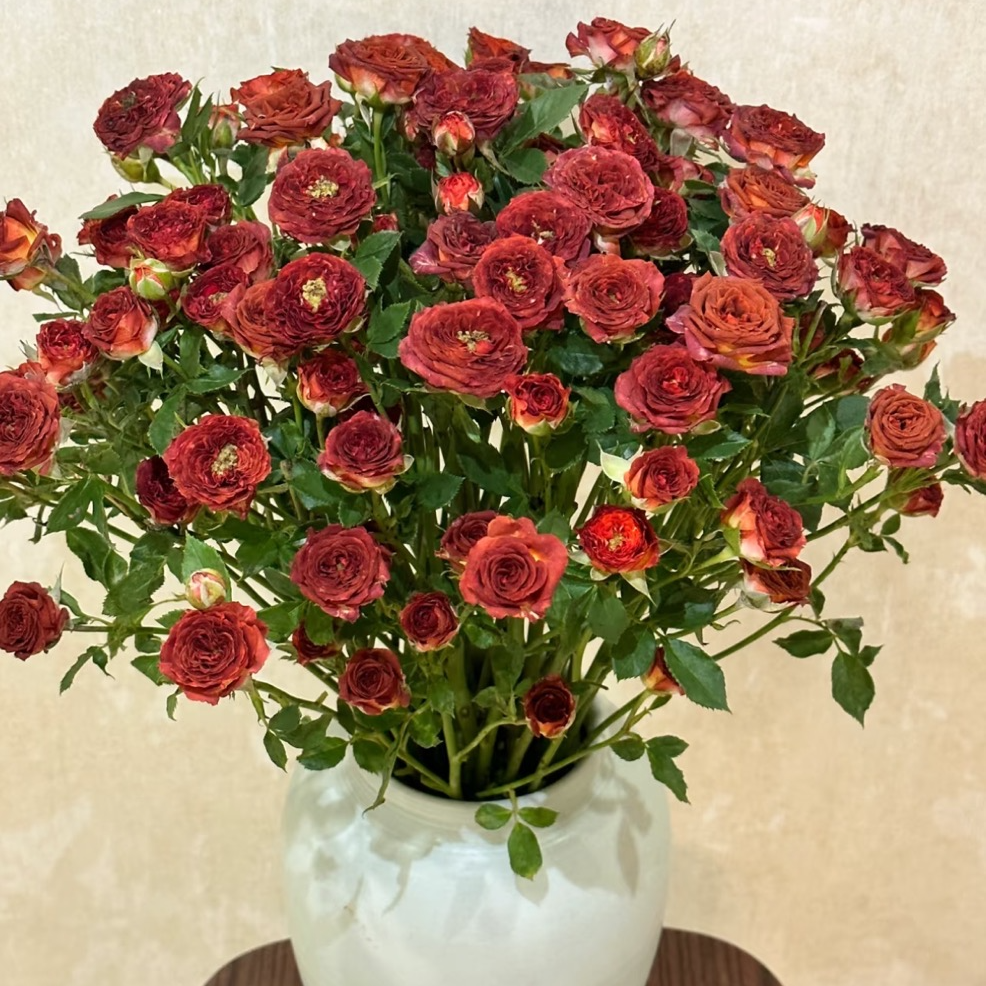 【巧克力泡泡多头玫瑰】新鲜采摘玫瑰花云南鲜基地花直发家用鲜花