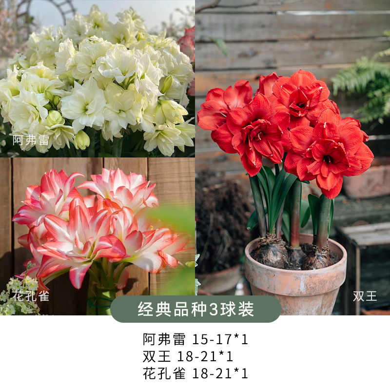 塔莎朱顶红【经典品种组合】     