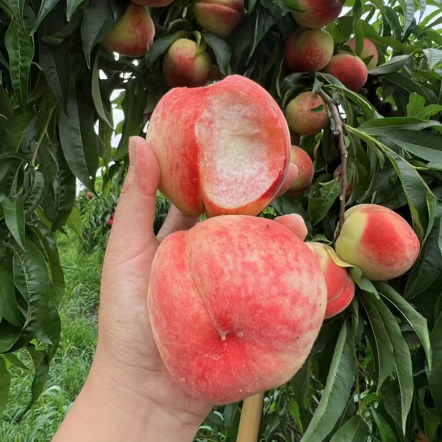 【陈灵岳甄选】农科院品种当季优选水蜜桃大果一份 净重约4斤