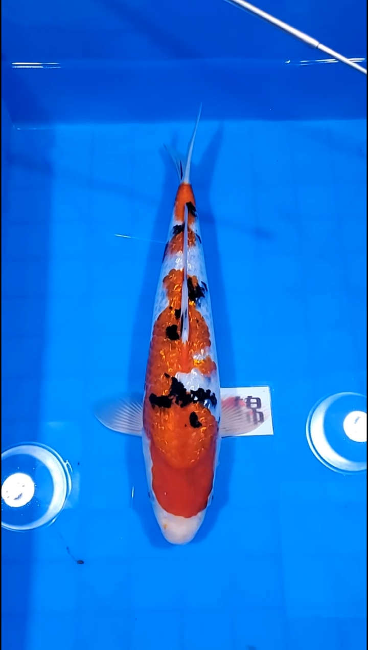 锦鲤【251227-09】银鳞大正 35部 不详 锦泽