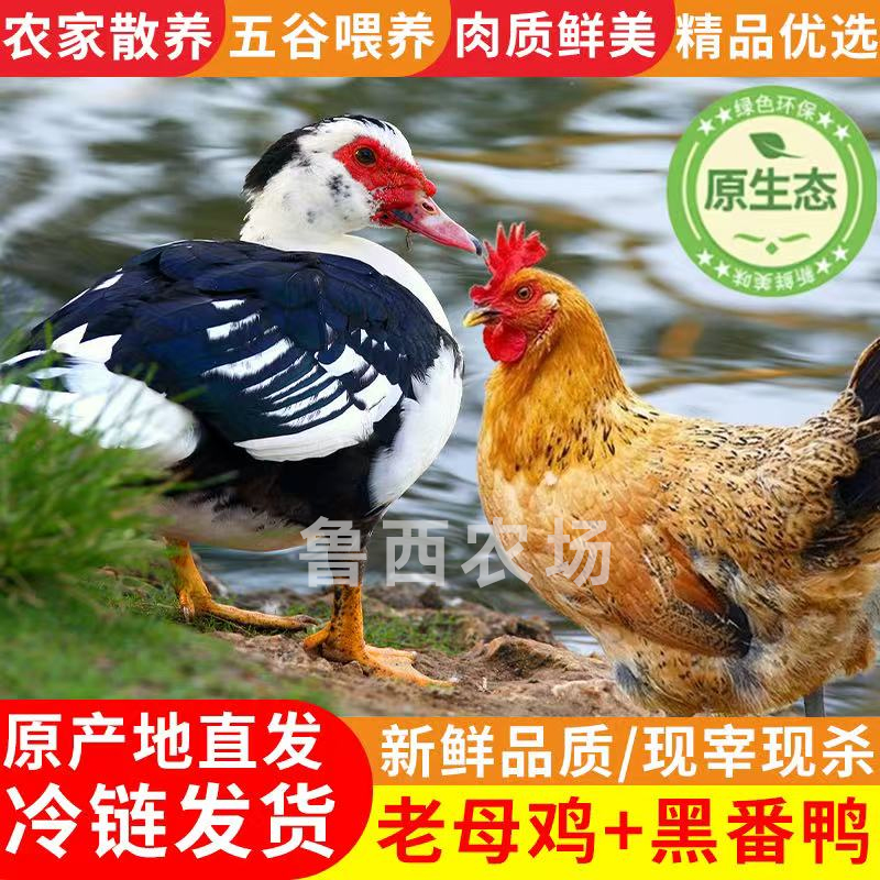 【鲁西2】3只黄油老母鸡+赠1只4斤番鸭 4只净重10-11斤试吃一只