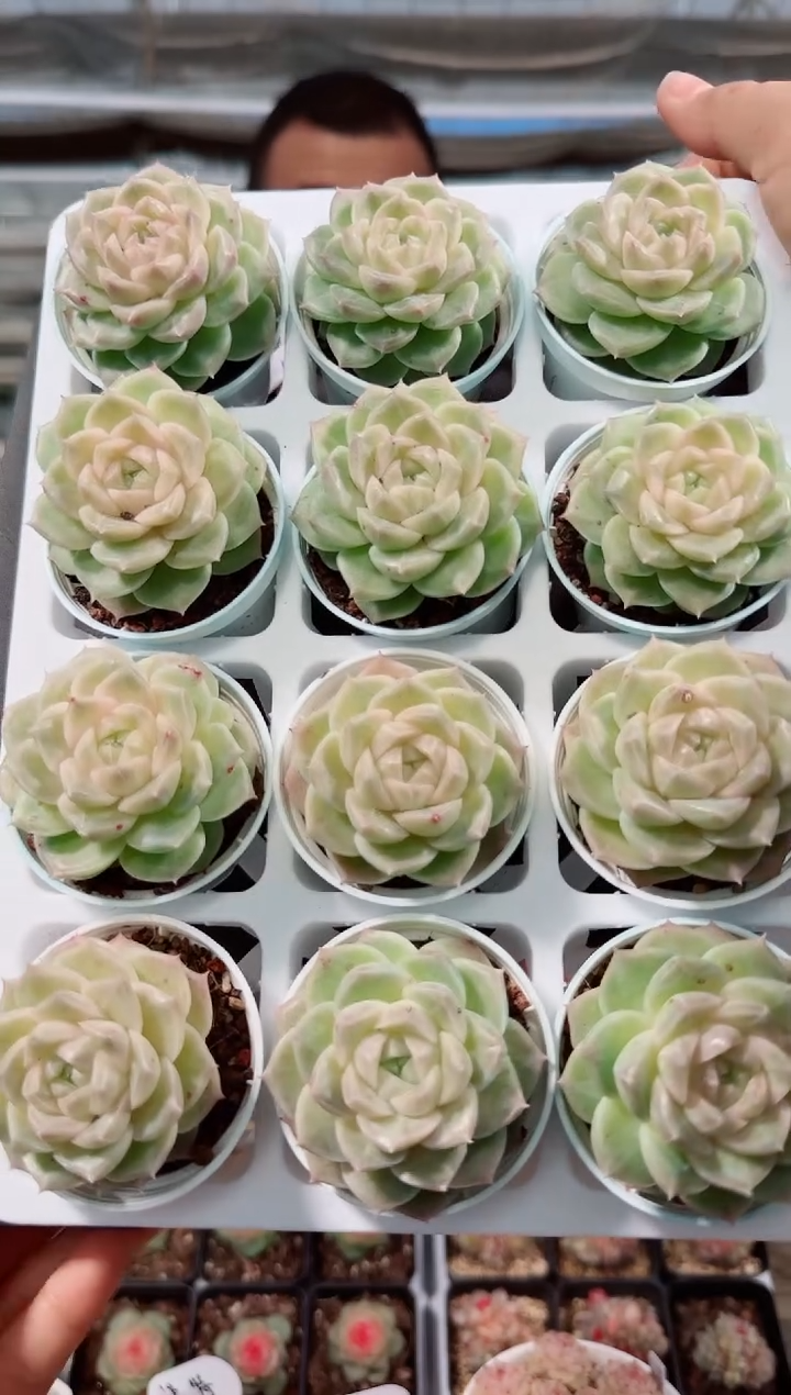 0104-04b-2单头多肉量拍任意发一颗群生不包整