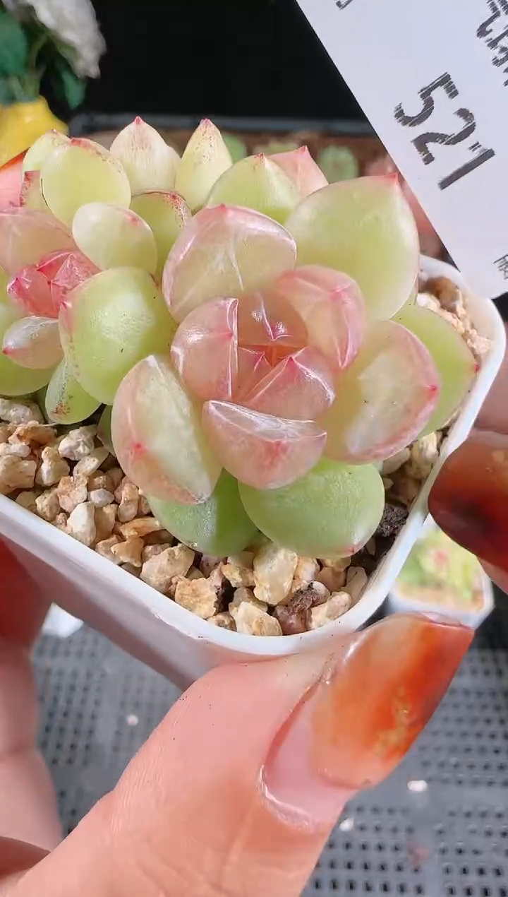 1124-521碧玺群生不包整